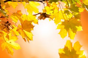 Fall Bright yellow fall leaves symbolizing the Fall Semester