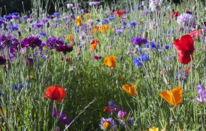 Summer A field of colorful summer wildflowers symbolizing the Summer Session